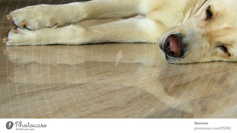 Stabile Seitenlage Hund Labrador blond schlafen Reflexion & Spiegelung Nase Fell Säugetier Müdigkeit Knubbelnase Marmor Erholung liegen