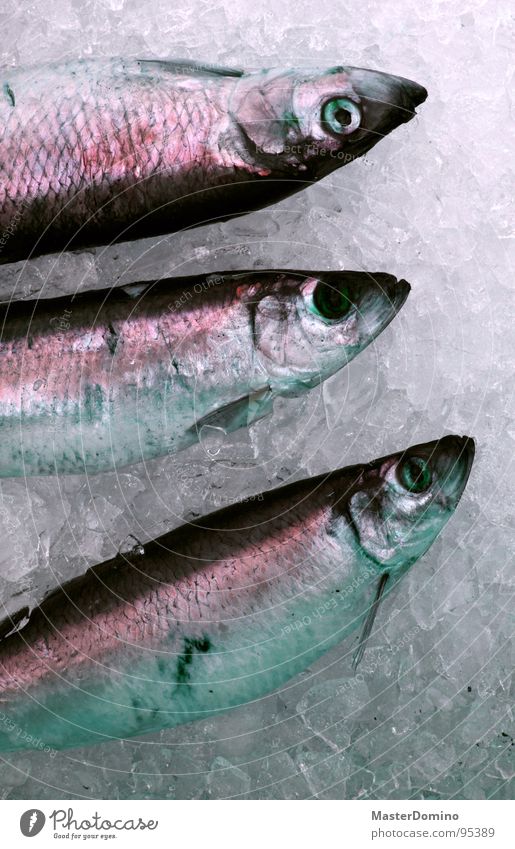 Herr Ing und seine Brüder Eiswürfel verkaufen frisch Ernährung Lebensmittel 3 Dreifaltigkeit Starrer Blick Meer See Meeresfrüchte Hering Fischereiwirtschaft
