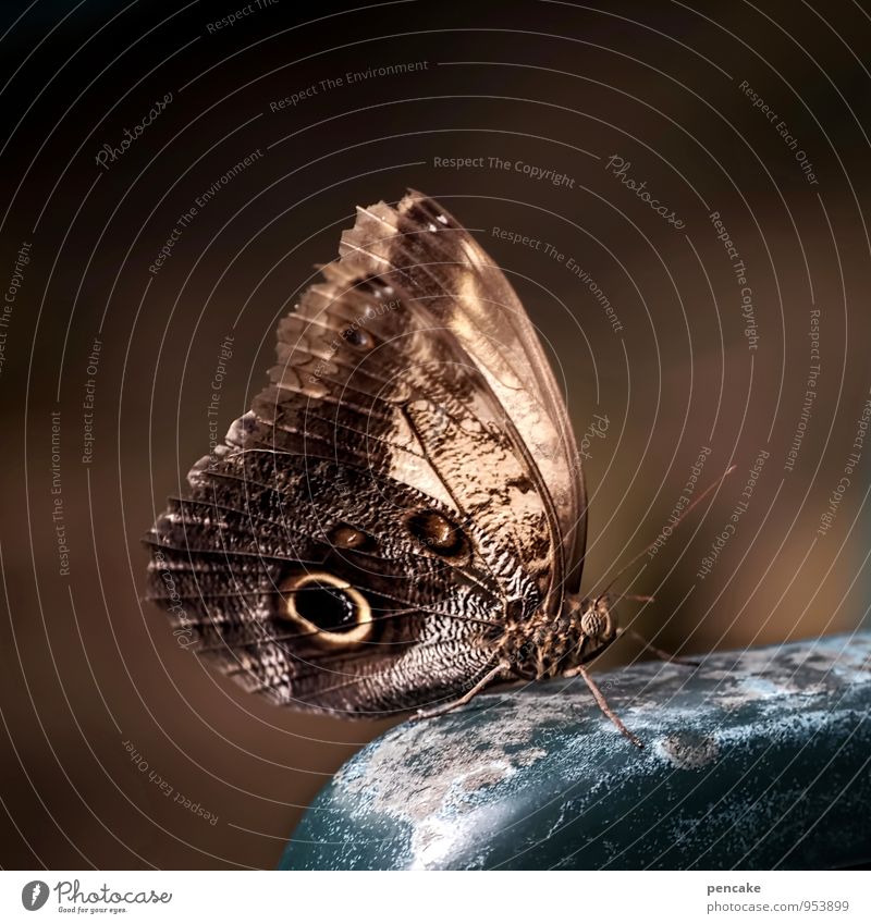 fliegen | alter falter Tier Schmetterling 1 Zeichen beobachten warten braun Auge Flügel Farbfoto Gedeckte Farben Außenaufnahme Nahaufnahme Makroaufnahme Muster