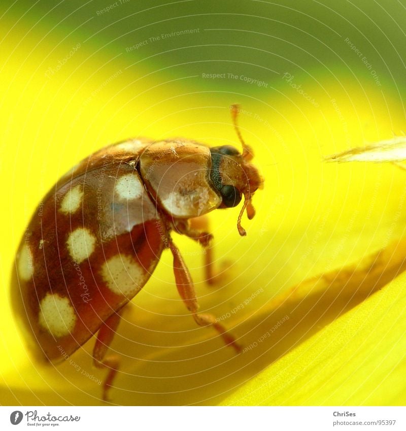 Sechzehnfleckiger Marienkäfer Insekt weiß gelb grün Tier Käfer Frühling Sommer Makroaufnahme Nahaufnahme Adalia decempunctata orange sechzehn Punkt beetle