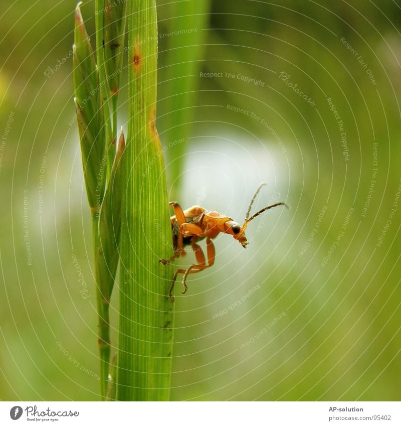 Käfer/Weichkäfer *1 Klettern Bergsteigen Natur Tier festhalten krabbeln klein grün schwarz fleißig Insekt winzig Fühler überblicken Halm grasgrün Schädlinge
