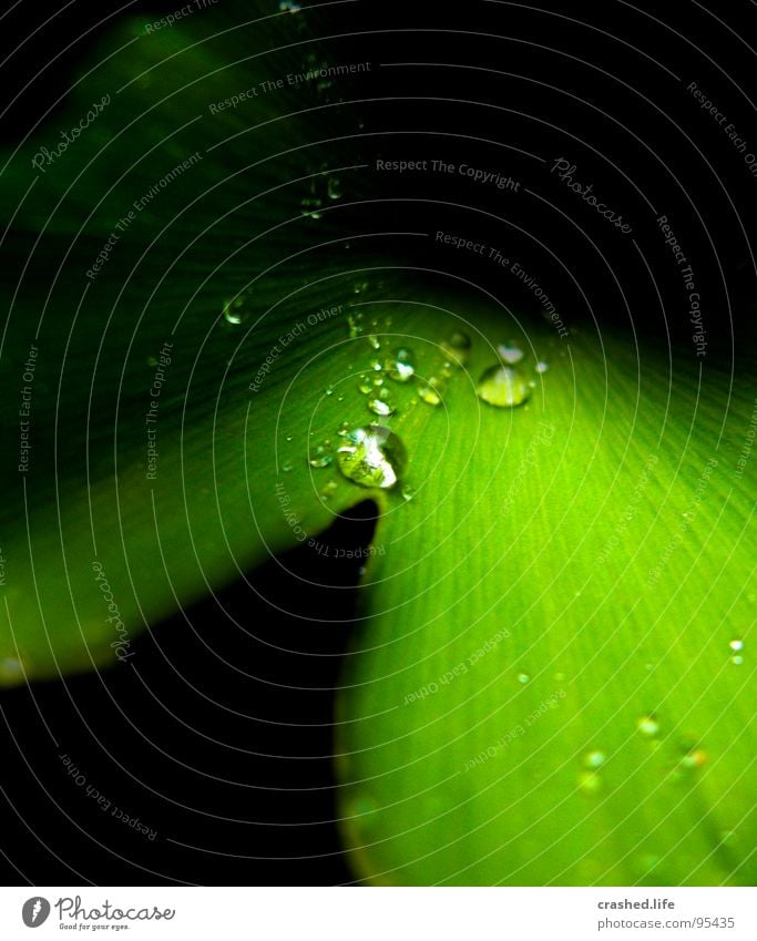 Constrastic Rain nass schwarz grün feucht dunkelgrün gestreift Klarheit Pflanze Salatblatt Wassertropfen Regen Außenaufnahme Makroaufnahme Tunnel Nahaufnahme