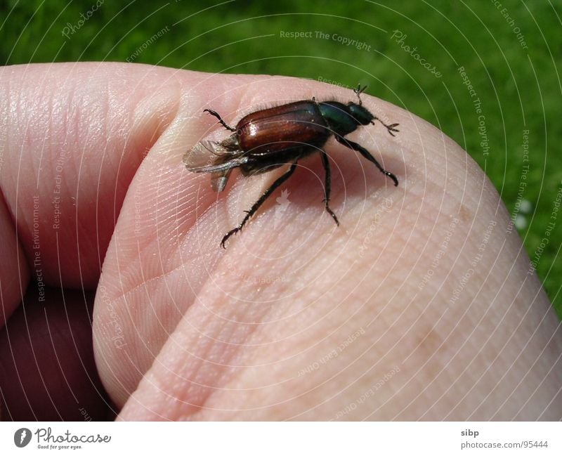 Käfer-Finger-Landebahn braun Vertrauen Maikäfer klein Umweltschutz krabbeln grün Wiese ökologisch Mangel Sommer Haut Leben fliegen Natur aussterben bedrohlich