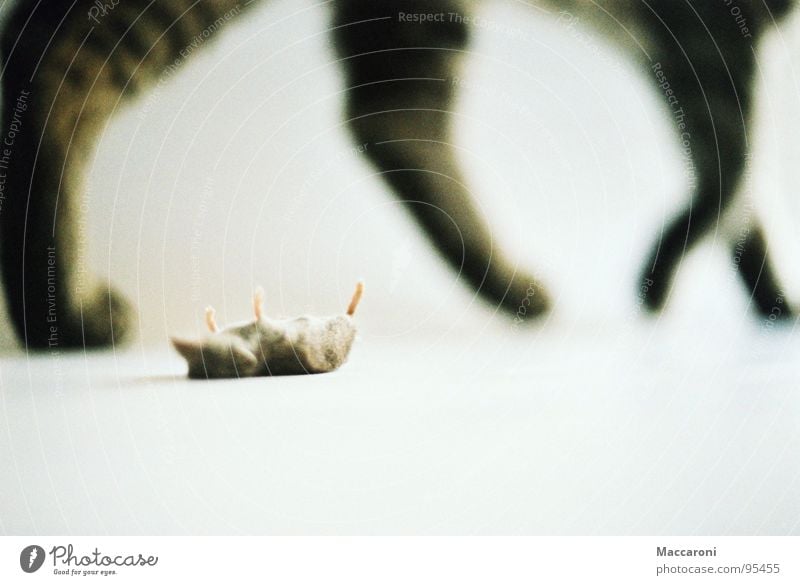 Mörder V Ernährung Büffet Brunch Rücken Bauch Fuß Fell Katze Maus Pfote laufen liegen grau weiß Tod Hintergrundbild Säugetier Angsthase töten Langeweile