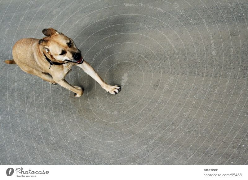 Jonny rennt Hund Labrador Mischling Asphalt grau Tier Haustier Spielen Säugetier Freude beife fell rennen Ohr Straße Straßenhund