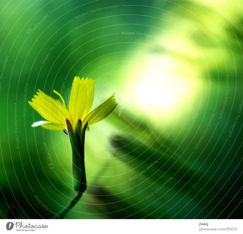 Lichtung Lichtpunkt Erkenntnis verwaschen Blüte Sträucher Blume Wachstum glänzend gelb grün Unschärfe zart zerbrechlich Pflanze Wiese Hintergrundbild Lampe