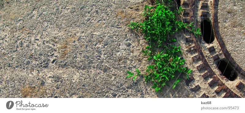 Pflanzen grün Gully Ausbruch Hintergrundbild Durchbruch braun grau Loch Muster ruhig 2 schwarz nebeneinander Wasser Kraft Planzen Abwasserkanal Straße