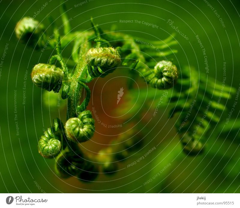 Gemeiner tibetanischer Kringelfarn grün Pflanze Wachstum Fächer Echte Farne Sporen Zecke Schatten feucht Lebensraum Natur kringeln Spitze Pteridopsida
