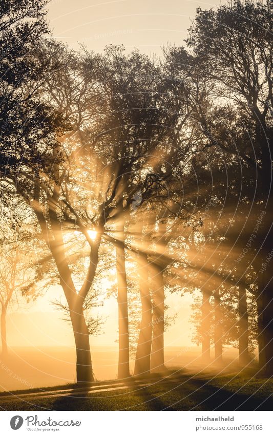 Breakthrough 2 Landschaft Sonnenaufgang Sonnenuntergang Sonnenlicht Herbst Baum Wald Gefühle Hoffnung Glaube demütig Beginn Liebe Morgennebel strahlend