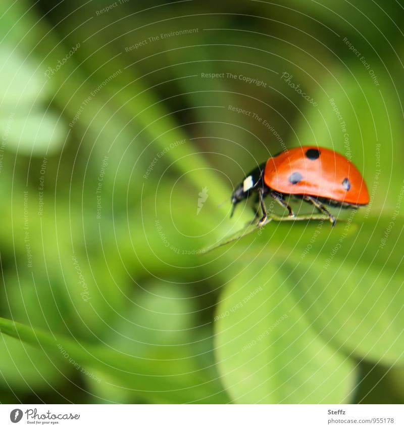 Glücksbringer leicht­fü­ßig auf einem Kleeblatt Marienkäfer Leichtigkeit Glücksklee Glückskäfer Glück bringen Käfer leichtfüßig Glückwünsche Glückwunsch