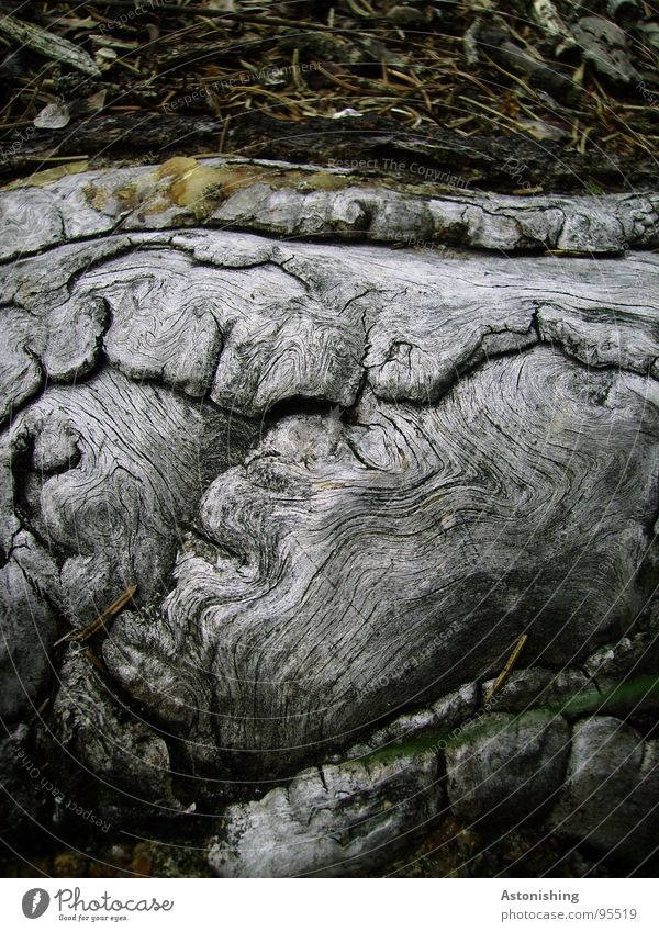 Noch eine Wurzel?? Umwelt Natur Pflanze Baum Wachstum alt stark grau Boden Holz fest Strukturen & Formen Farbfoto Außenaufnahme Menschenleer Tag Schatten