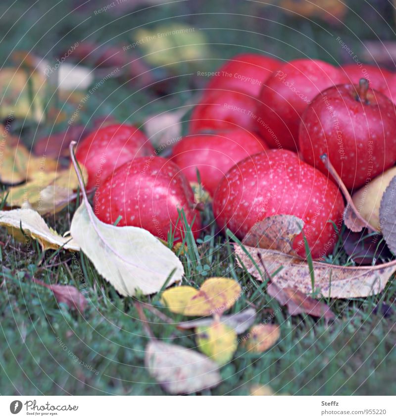 die letzten Äpfel des Jahres Apfelernte rote Äpfel Obsternte Bioprodukte Ernte Vorrat frisches Obst reife Äpfel Frucht Vitamin Herbstfärbung Obstgarten