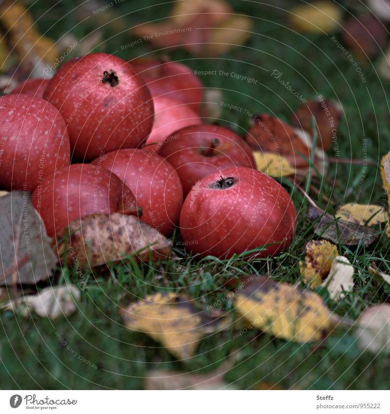 Apfelernte im Herbstgarten Äpfel rote Äpfel Kernobst Obst Obstgarten Ernährung organisch Bio Bioprodukte Vorrat Wintervorrat Lebensmittel Vitamin gesund saftig