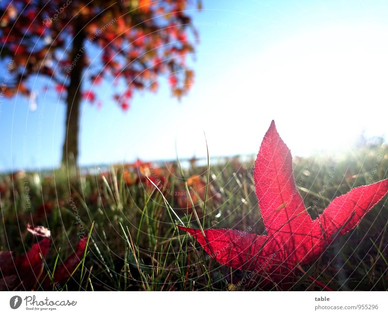 abseits . . . Garten Umwelt Natur Landschaft Pflanze Himmel Sonnenlicht Herbst Schönes Wetter Baum Gras Blatt Grünpflanze Wildpflanze exotisch Japanischer Ahorn