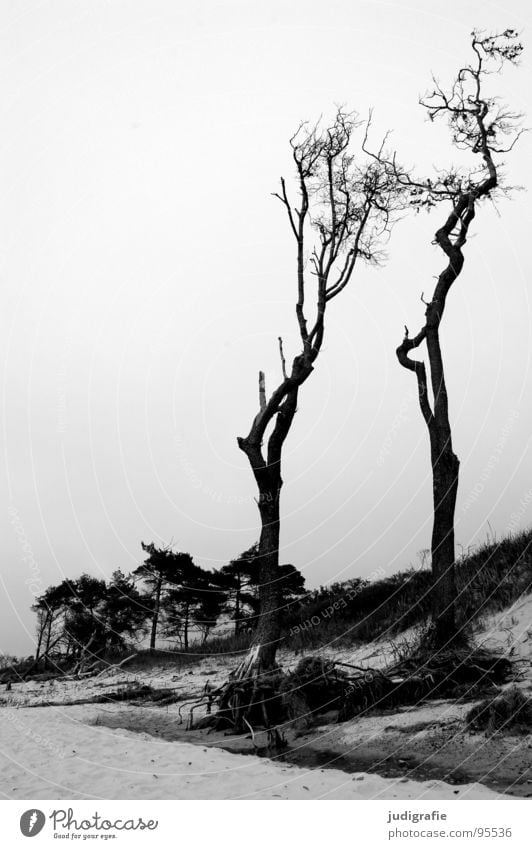Weststrand Windflüchter Baum Meer Küste Strand Sturm Wald schwarz weiß Fischland-Darß-Zingst grau Schwarzweißfoto Landschaft Ostsee