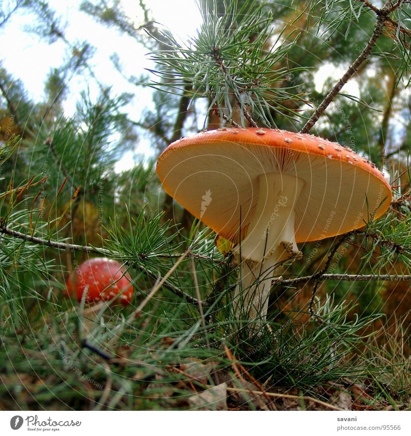 Fliegenpilz aus der Froschperspektive Natur Pilz Wald Glück Umwelt Gift Farbfoto Außenaufnahme Nahaufnahme Textfreiraum oben Textfreiraum unten Tag grün Pilzhut