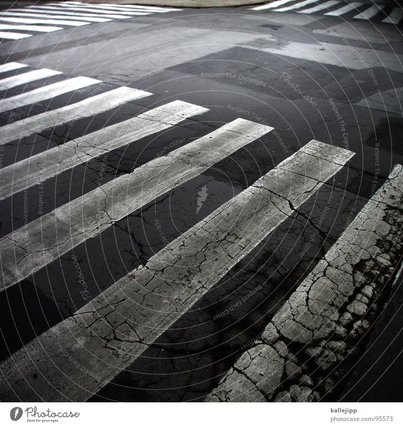 zebra Zebra Zebrastreifen Streifen Fußgängerübergang Vorfahrt Verkehr Verkehrsregel gefährlich Tokyo Asphalt weiß Szczecin Fahrbahn Teer Image