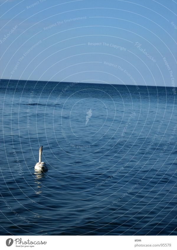 lonely Schwan Meer Horizont Einsamkeit Reflexion & Spiegelung Wellen Freiheit ruhig offen Unendlichkeit See Gelassenheit Sommer weiß elegant Frieden schön