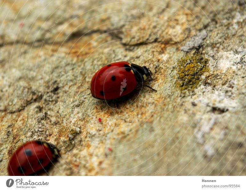 Folgen Sie mir unauffällig.... Marienkäfer rot schwarz Granit Insekt Karavane Siebenpunkt-Marienkäfer Stein Makroaufnahme Natur paarweise Tierpaar