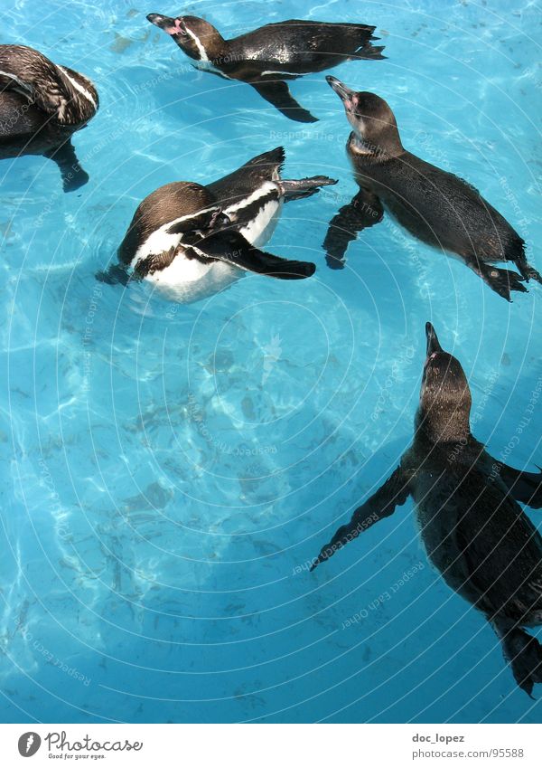 Der Schwarm zusammenrotten Rudel Pinguin Schifffahrt Meute Horde Clan die Familie schwarz-weisse Frackträger Wasser geselliges Beisammensein blau und nass