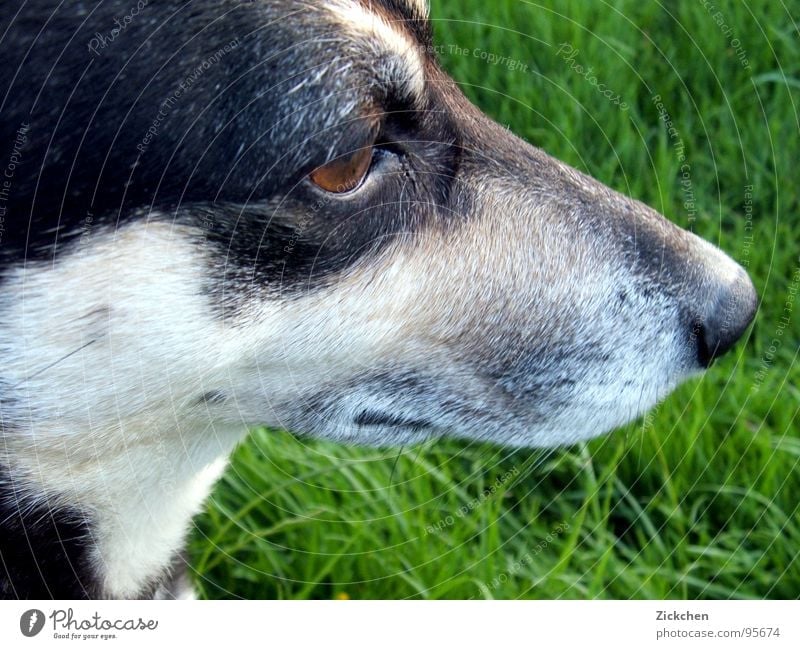 Super-Dog Hund Mischling Gras Schnauze grau braun schwarz Tier Haustier Begleiter Auge Garten Natur
