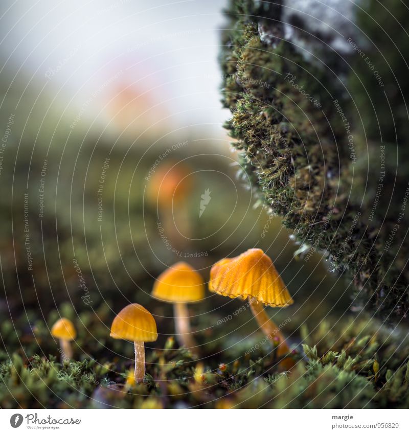 Pilzwelten: kleine gelbe Pilze im Moos unter einem Stein Pilzhut Ernährung Umwelt Natur Pflanze Wald Waldboden stehen Wachstum warten ästhetisch Vertrauen