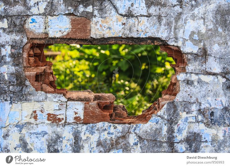 Lückenfüller Pflanze Mauer - ein lizenzfreies Stock Foto von Photocase