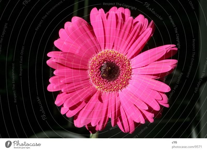 rosa Blume 3 Blüte Detailaufnahme