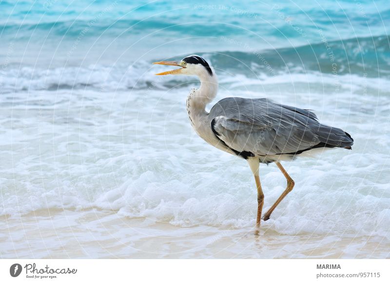 Grey Heron at the beach, Maldives Stil exotisch Erholung Ferien & Urlaub & Reisen Strand Meer Insel Natur Tier Sand Wasser Vogel blau grau türkis Wachsamkeit