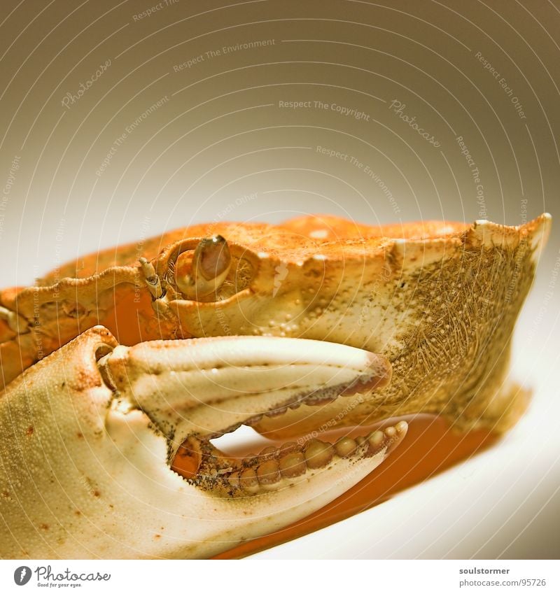 Hunger... Krabbe Meer Tier Ernährung gefährlich böse See Lebewesen Geschwindigkeit klein Panik Fisch Angst Meeresbewohner Lebensmittel bedrohlich Krebstier Auge
