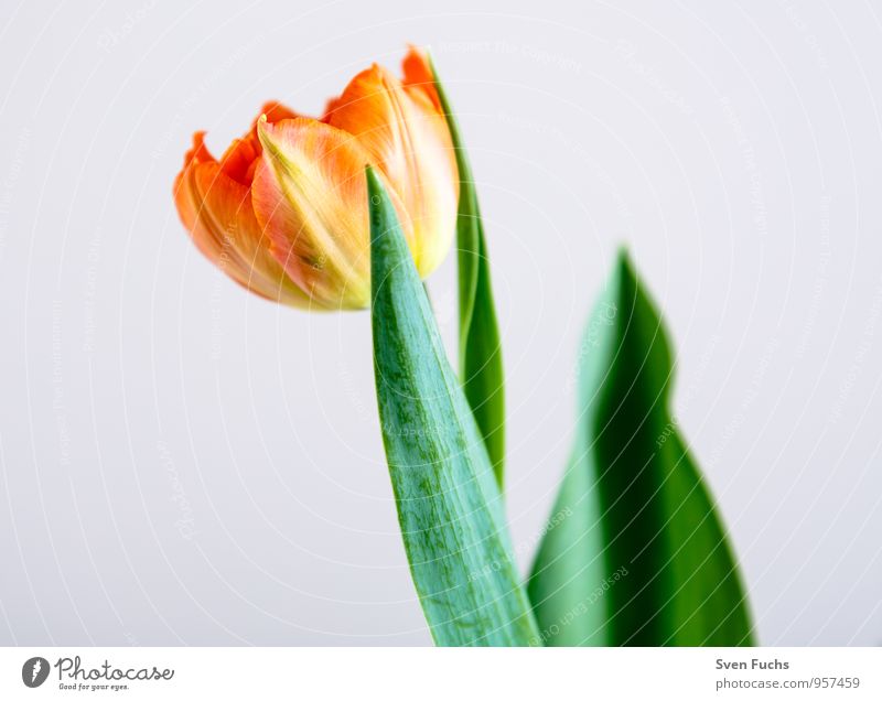 Tulpe Garten Dekoration & Verzierung Valentinstag Muttertag Geburtstag Natur Pflanze Frühling Blume Blüte Fröhlichkeit frisch ästhetisch farbe isoliert