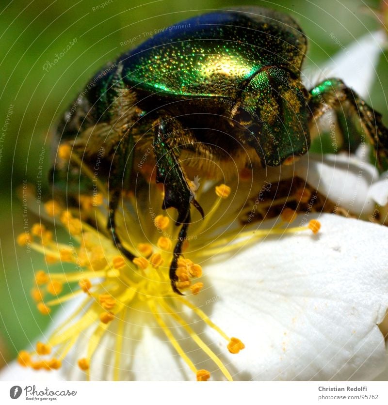 Käfer Ernährung Blüte Tier Insekt Fressen glänzend grün weiß Makroaufnahme Nahaufnahme Brilliance Lebensmittel gold Beine gepanzert fliegen krappeln