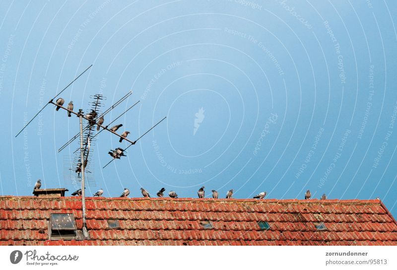 Tauben bei der Rast Vogel Dach Antenne Pause Sommer Himmel Schwarm