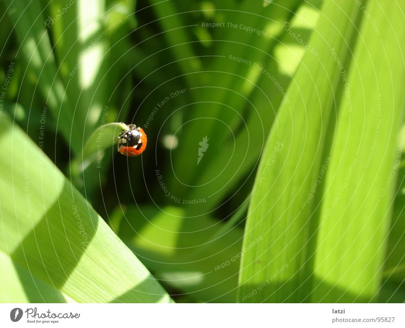 käferli Käfer Marienkäfer grün Schatten Sonne rot schwarz klein satt strahlend Obstgarten saftig grau gelb Ferne Freude Makroaufnahme Gebetsfahnen Glück Insekt