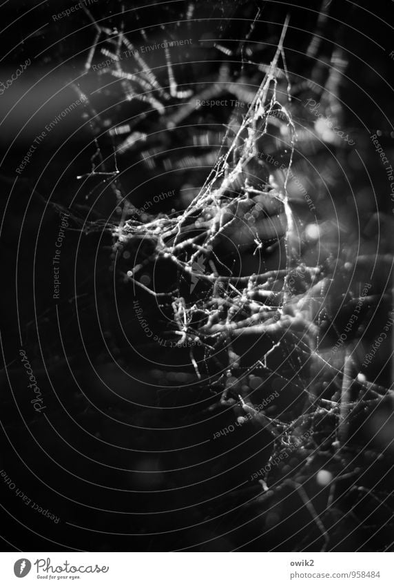 Gewebe Umwelt dünn authentisch fest klein nah beweglich Spinnennetz Spinngewebe dunkel Schwarzweißfoto Außenaufnahme Nahaufnahme Detailaufnahme Makroaufnahme
