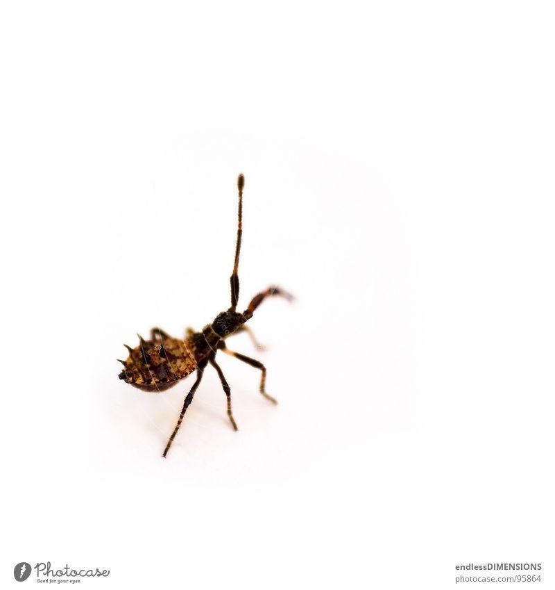 Stachelkäfer I Insekt Wanze braun schwarz klein weiß erstaunt Makroaufnahme retro Nahaufnahme Käfer Spitze Retroring