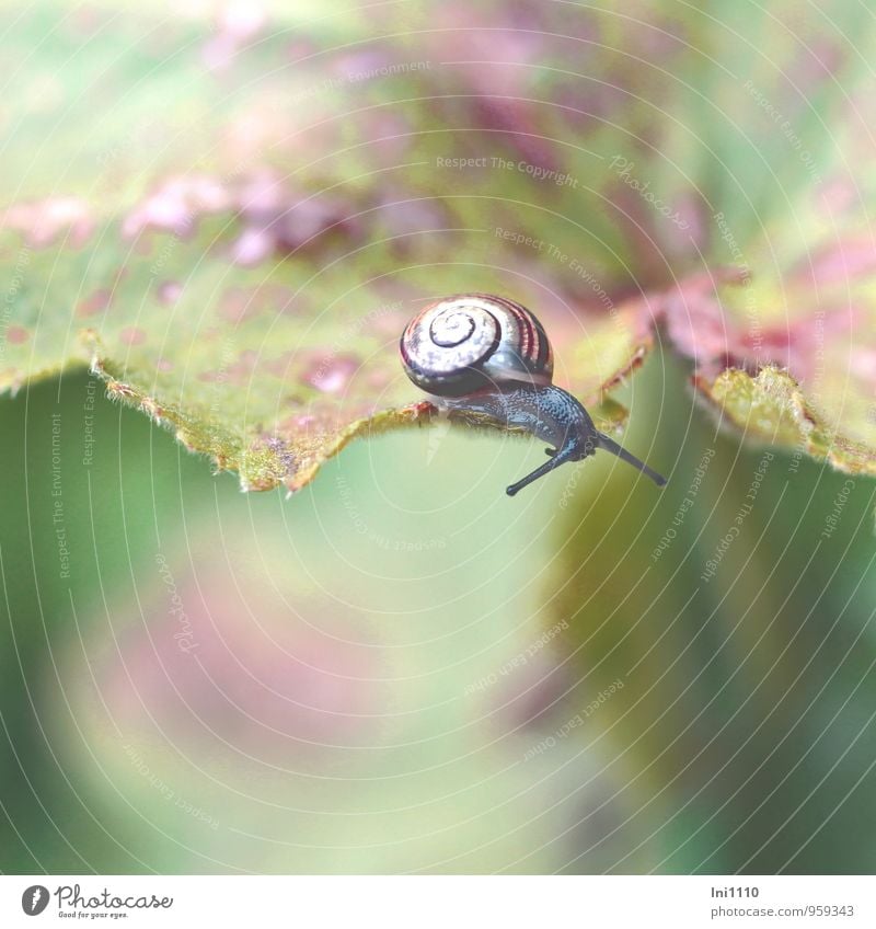 junge Weinbergschnecke unterwegs Natur Pflanze Tier Herbst Blatt Frauenmantelblatt Garten Wildtier Schnecke Tierjunges Fressen krabbeln Blick außergewöhnlich