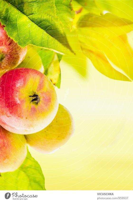 Frische Äpfel auf dem Baum an sonnigen Hintergrund Lebensmittel Frucht Apfel Ernährung Lifestyle Stil Design Gesunde Ernährung Freizeit & Hobby Sommer Garten