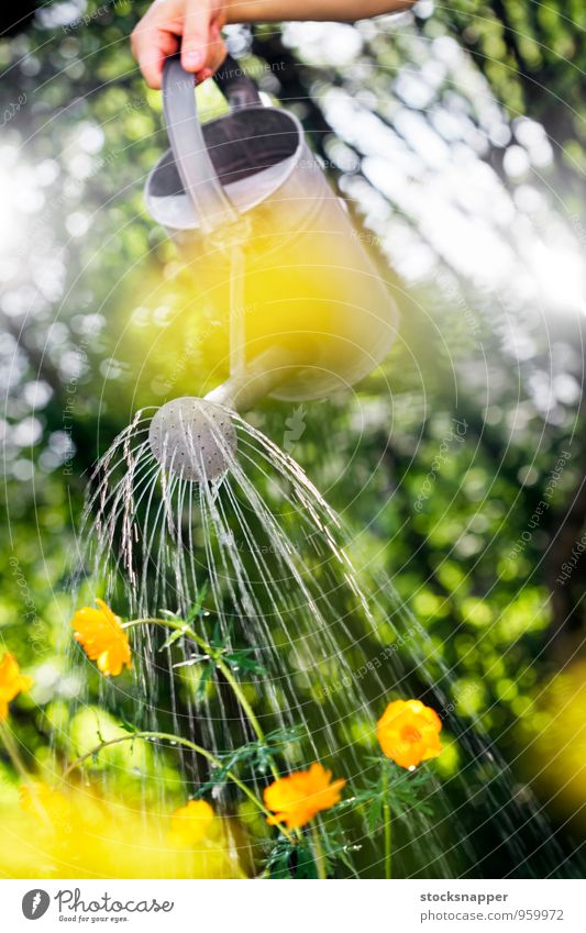 Bewässerung Gießkanne Blume Wasser Garten Gartenarbeit Hand Sommer Blumenbeet Objektfotografie Freizeit & Hobby Tag Außenaufnahme Schnauze Container