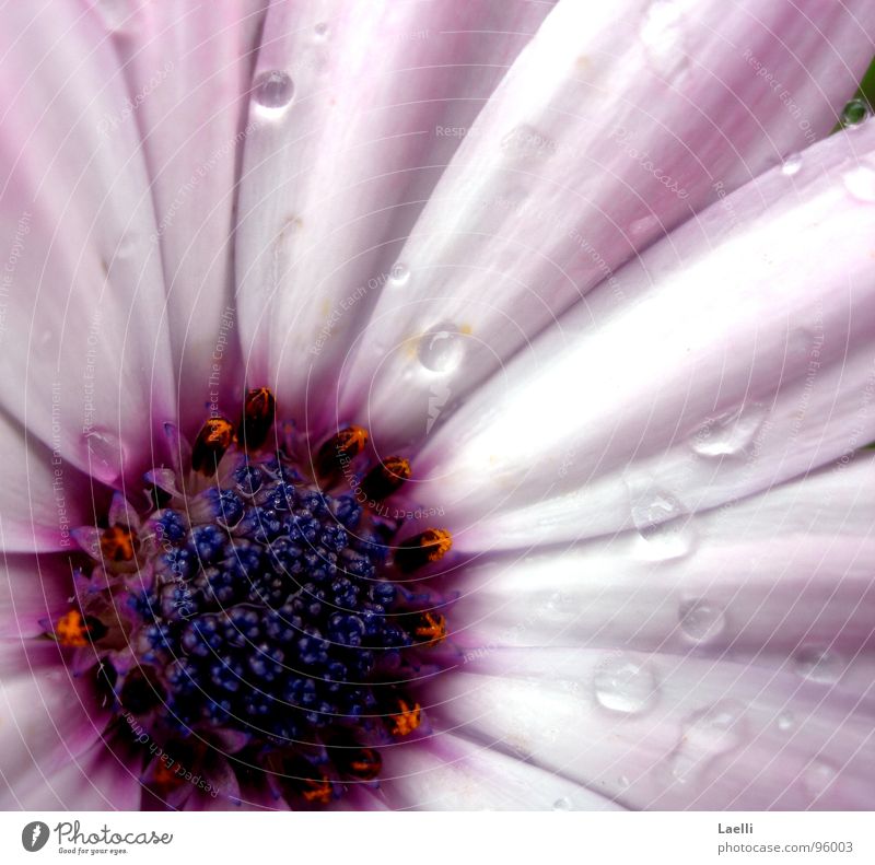 ...wenn Blumen weinen. nass violett rosa weiß Blüte Makroaufnahme Nahaufnahme hell Regen Wassertropfen Stempel