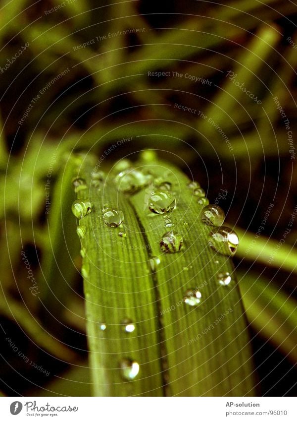 Tropfen *2 Regen Makroaufnahme frisch nass feucht Reflexion & Spiegelung grün grasgrün rund glänzend Wasser ruhig leicht perfekt Konzentration Nahaufnahme
