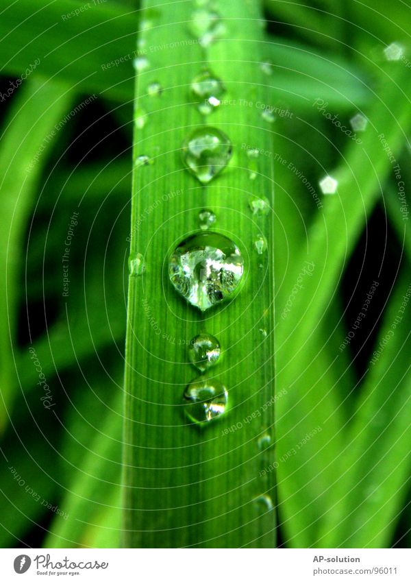 Tropfen *3 Regen Makroaufnahme frisch nass feucht Reflexion & Spiegelung grün grasgrün rund glänzend Wasser ruhig leicht perfekt Konzentration Nahaufnahme