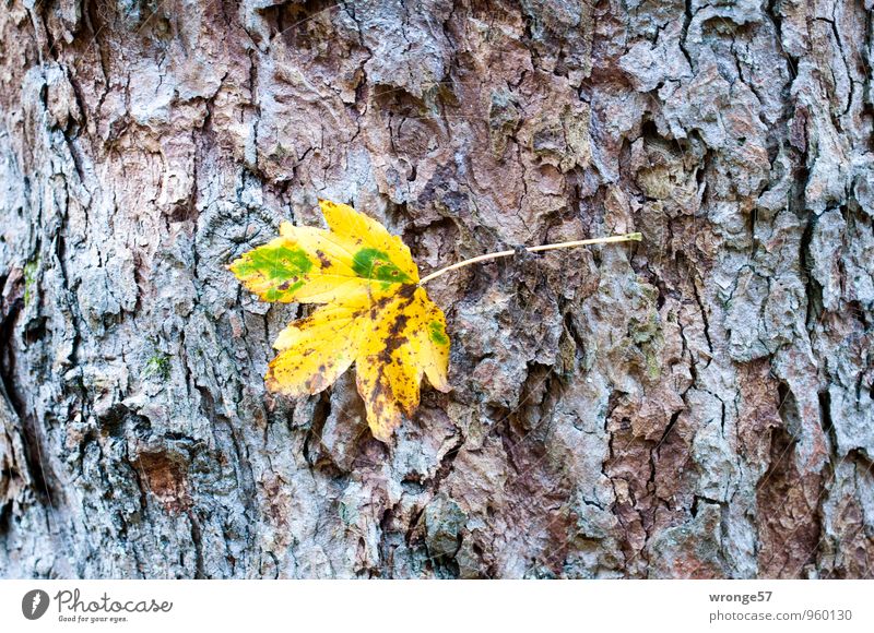 Festhalten Pflanze Herbst Baum Blatt Laubbaum Herbstlaub Park Wald mehrfarbig Herbstfärbung Baumstamm Baumrinde herbstlich Solist Farbfoto Außenaufnahme