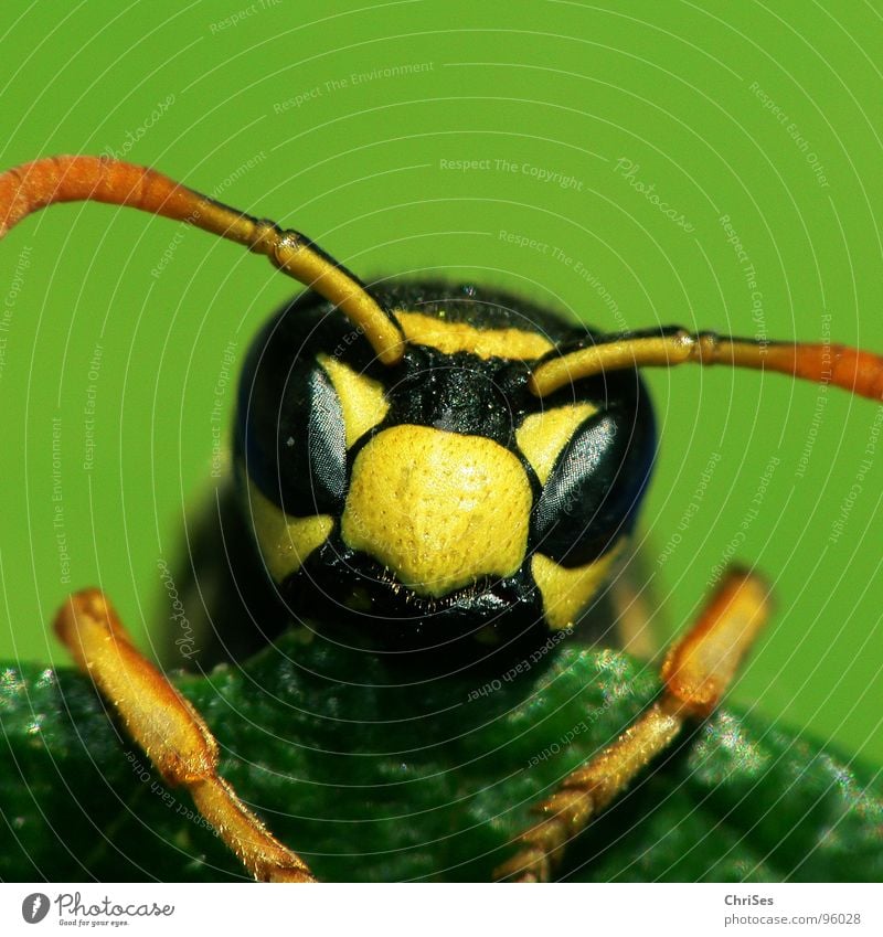Französische Feldwespe ( Polistes dominulus ) Hautflügler Wespen Biene Hornissen gelb schwarz grün Insekt Tier Fühler Sommer Gliederfüßer Staubfäden