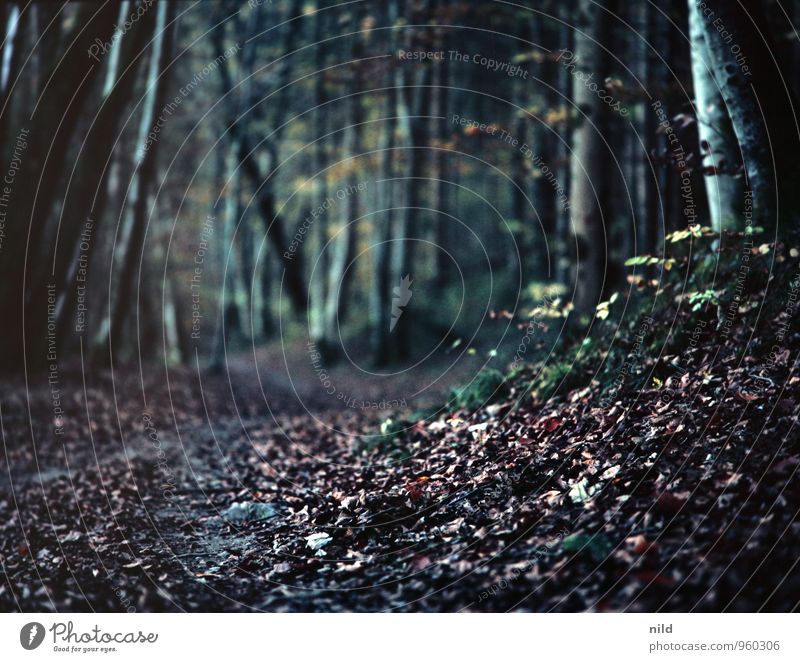 im dunklen Herbstwald Joggen Umwelt Natur Landschaft Pflanze Baum Wald Wege & Pfade Erholung dunkel blau schwarz Romantik Blatt wandern Farbfoto Außenaufnahme