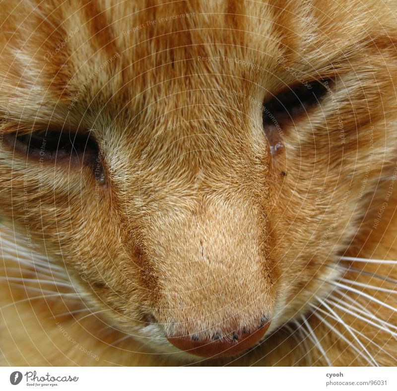 Kater Katze rot Schnauze Oberlippenbart Tier Haustier Trauer Zuneigung Fell Makroaufnahme Nahaufnahme Säugetier Hauskatze organge Auge Traurigkeit alt ergeben