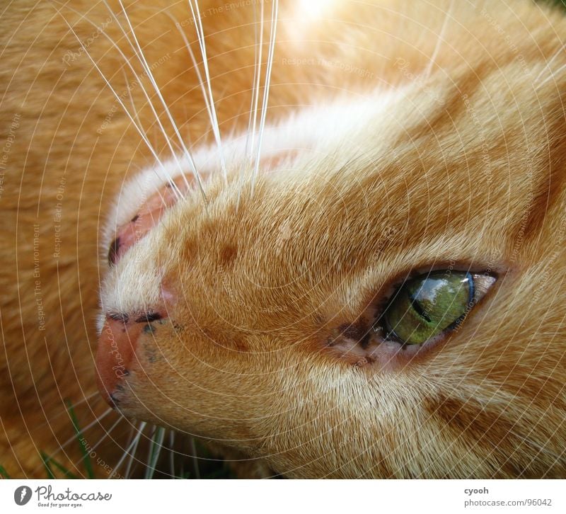 Kater II Katze rot grün Schnauze Oberlippenbart Tier Haustier Zuneigung Fell Makroaufnahme Nahaufnahme Säugetier Hauskatze organge Auge Katzenauge