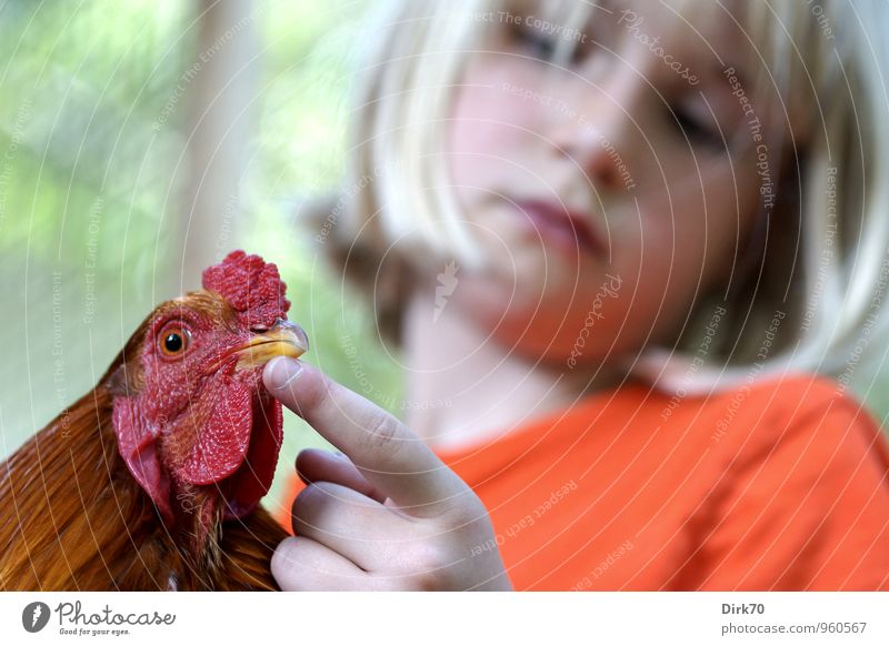 Fritz, der Hahn: Mädchen mit Hahn Lebensmittel Ei Geflügel Ernährung Kindererziehung Schule Landwirtschaft Forstwirtschaft 1 Mensch 8-13 Jahre Kindheit Tier