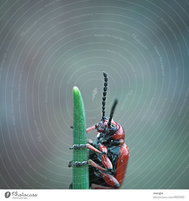 Ein rot schwarzer Käfer klettert auf die Spitze eines Grashalmes Umwelt Natur Pflanze Tier Wildtier Tiergesicht Fühler Käferbein 1 beobachten glänzend niedlich