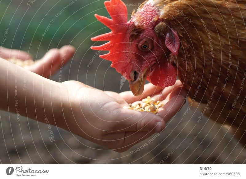 Frisst auch aus der Hand Lebensmittel Geflügel Ei Kindererziehung Schule Landwirtschaft Forstwirtschaft Umwelt Tier Haustier Nutztier Vogel Tiergesicht Kamm